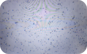 69017327c5603.png W105.png