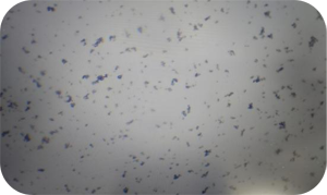 690174392c236.png W98.png