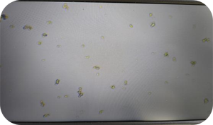 6901746333af5.png W98-X.png